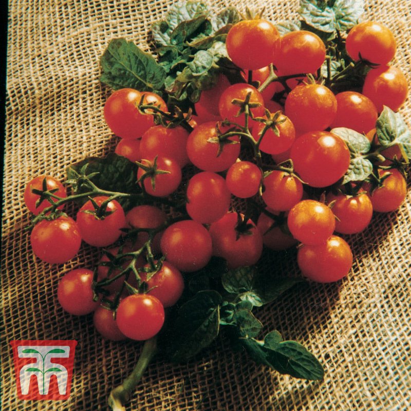 Tomate Balconi Red, süß im Geschmack, buschig-kletternd, ideal für Korb oder Topf