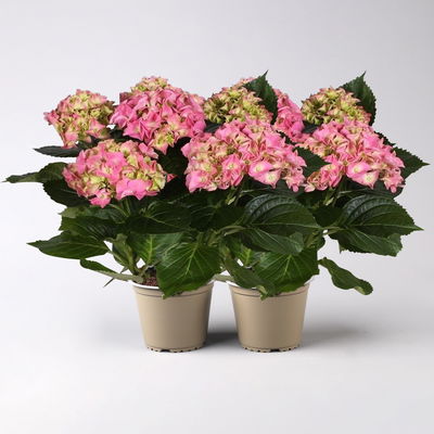 Hortensie rosa, Topf-Ø 13/14 cm, 7 Dolden, Höhe ca. 35 cm, 2 Pflanzen