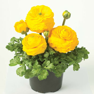 Ranunkel, Farbe zufällig, Topf-Ø 10,5 cm, 6 Pflanzen