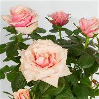 Rose, rosa, mit Topf Dallas weiß, Topf-Ø 13 cm, 3er-Set