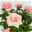 Rose, rosa, mit Topf Dallas weiß, Topf-Ø 13 cm, 3er-Set