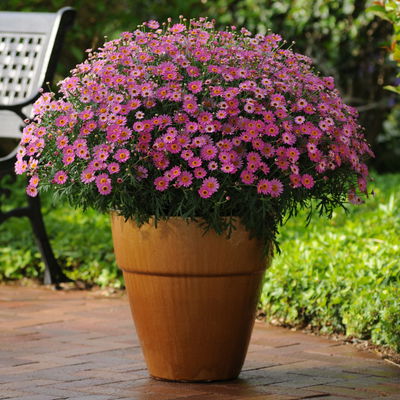 Margerite, rosa, Topf-Ø 18/19 cm, 2 Pflanzen Margerite, rosa, Topf-Ø 18/19 cm, 2 Pflanzen