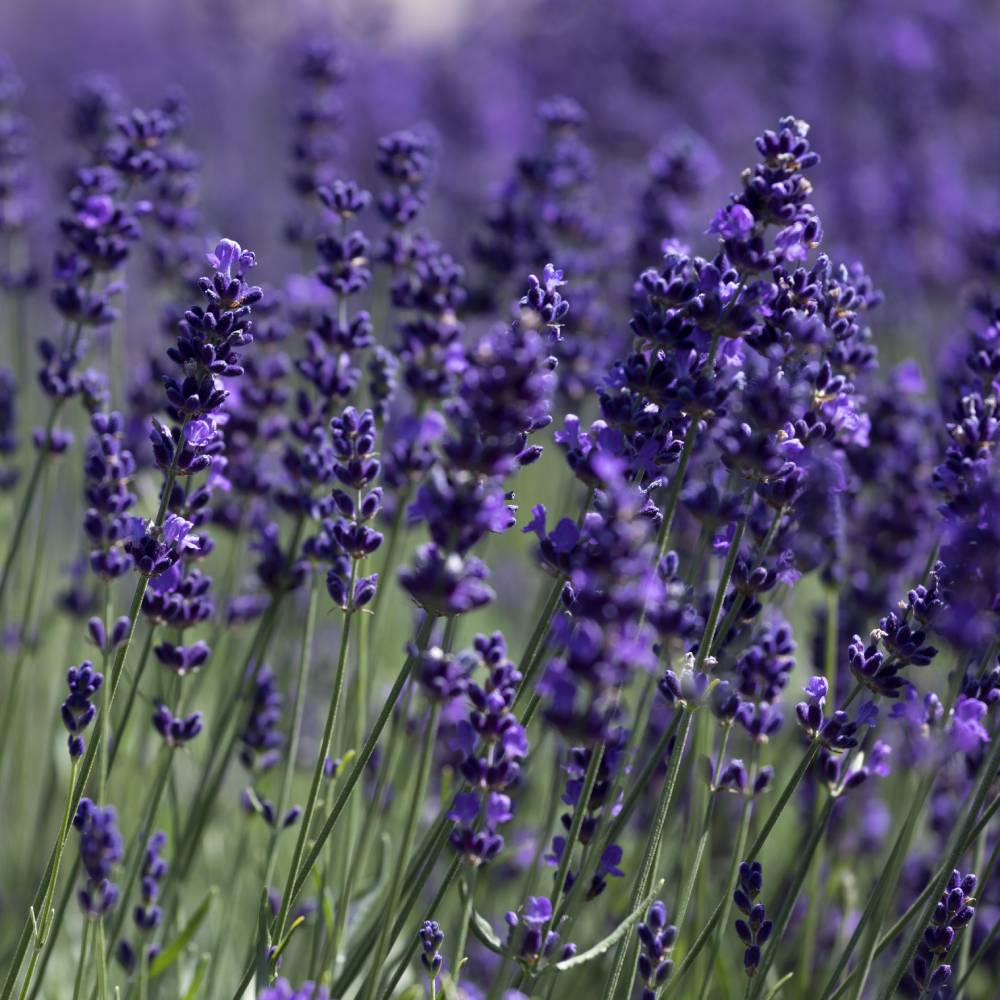 Lavendel