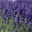 Lavendel