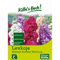 Kölle's Beste Blumensamen Levkoje Mammut Excel. Mix