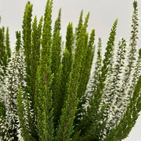 Calluna 'Skywhite' , grün-weiß, Topf-Ø 13 cm, 4 Pflanzen Calluna 'Skywhite' , grün-weiß, Topf-Ø 13 cm, 4 Pflanzen