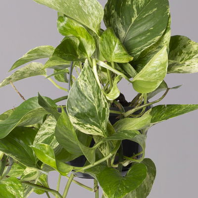 Efeutute 'Marble Queen', in Ampeltopf, Topf-Ø 15 cm Efeutute 'Marble Queen', in Ampeltopf, Topf-Ø 15 cm