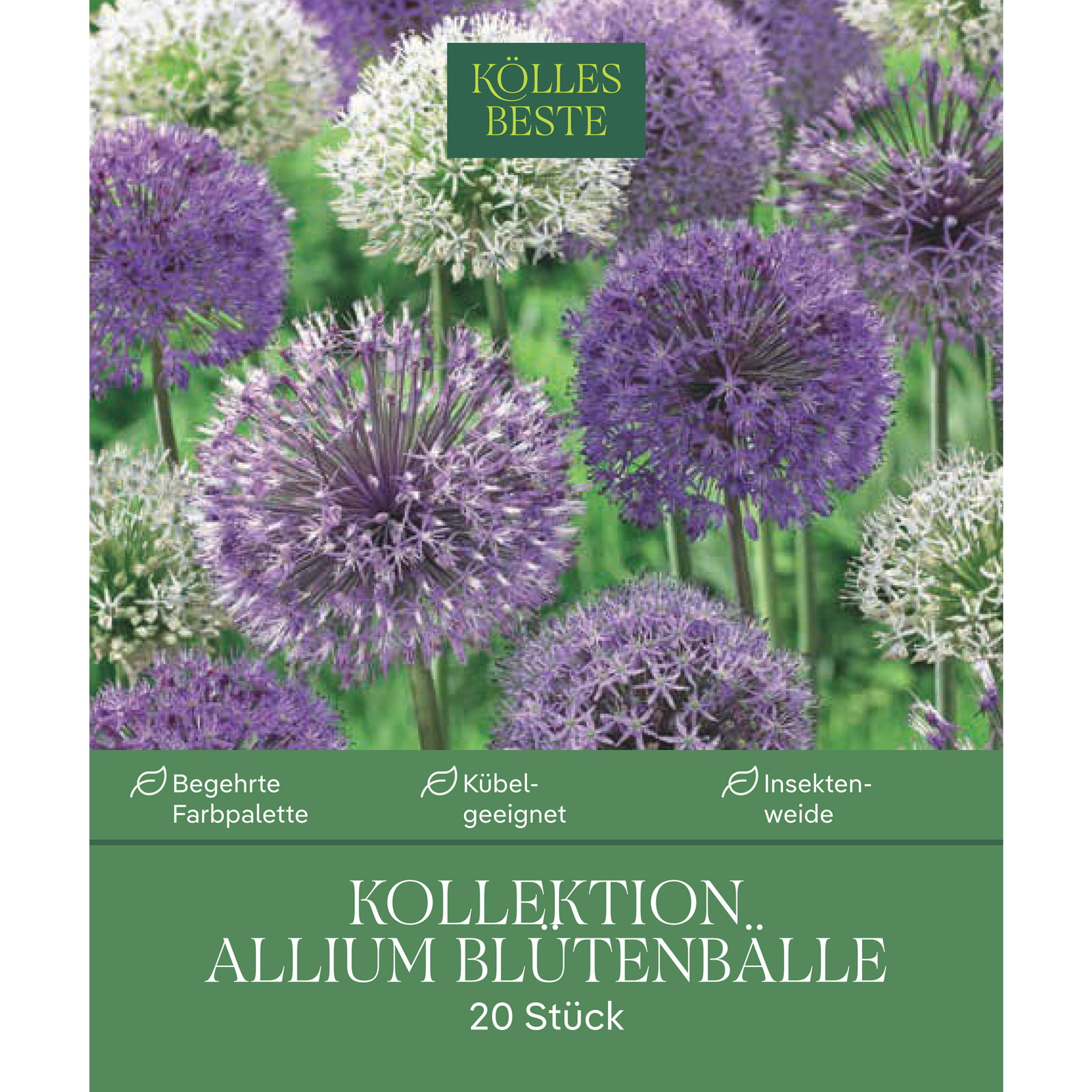 Allium Mischung, 20 Blumenzwiebeln