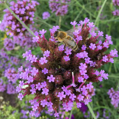 Patagonisches Eisenkraut, blauviolett, Topf-Ø ca. 19 cm Patagonisches Eisenkraut, blauviolett, Topf-Ø ca. 19 cm