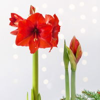 Amaryllis in Wachs, Dekor 'Basic Red burgundy', Blüte rot, 2 Pflanzen
