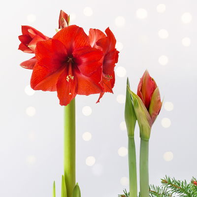 Amaryllis in Wachs, Dekor 'Basic Red burgundy', Blüte rot, 2 Pflanzen
