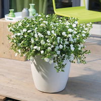 Zauberglöckchen 'Uno Double White' weiß, gefüllt, Topf-Ø 13 cm, 6 Pflanzen
