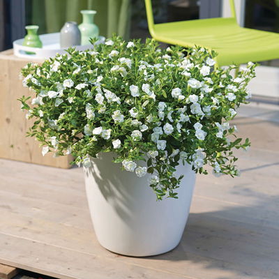 Kölles Beste Zauberglöckchen 'Rosies White' weiß, 13 cm Topf
