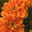 Tagetes, Farbe zufällig, Topf-Ø 12 cm, 6er-Set