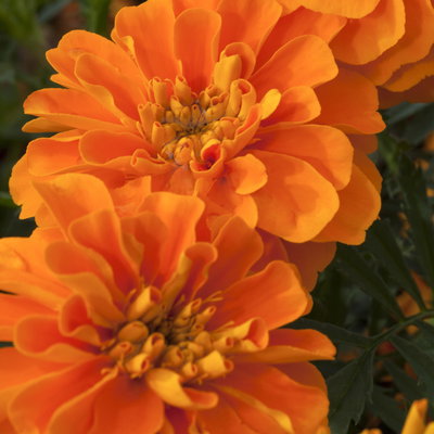 Tagetes, Farbe zufällig, Topf-Ø 13 cm, 6 Pflanzen