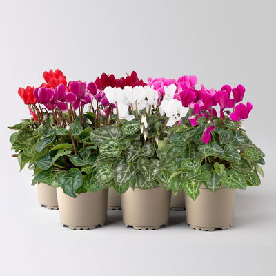 Alpenveilchen 'Outland', Farben zufällig, Topf-Ø 10,5/11 cm, 6 Pflanzen