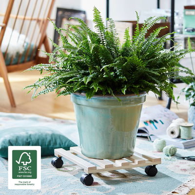 Pflanzenroller Paletti Buche, mit 4 Doppelrollen in schwarz, ca. 35x35 cm Pflanzenroller Paletti Buche, mit 4 Doppelrollen in schwarz, ca. 35x35 cm