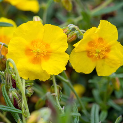 Sonnenröschen 'Golden Queen', gelb, Topf 9x9 cm, 3 Pflanzen Sonnenröschen 'Golden Queen', gelb, Topf 9x9 cm, 3 Pflanzen