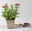 Bio Schafgarbe rot, Topf 11x11 cm, 3 Pflanzen Bio Schafgarbe rot, Topf 11x11 cm, 3 Pflanzen