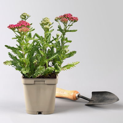 Bio Schafgarbe rot, Topf 11x11 cm, 3 Pflanzen Bio Schafgarbe rot, Topf 11x11 cm, 3 Pflanzen