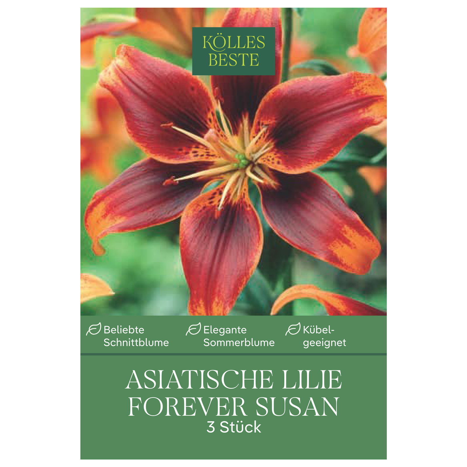 Kölles Beste Blumenknollen, Asiatische Lilien 'Forever Susan' Kölles Beste Blumenknollen, Asiatische Lilien 'Forever Susan'