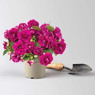 Fleißiges Lieschen 'Burgundy' dunkelrot/pink, gefüllt, Topf -Ø 12 cm, 6 Pflanzen