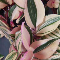 Dreimasterblume 'Rainbow Hill', Ampeltopf-Ø 18 cm, Höhe ca. 40 cm