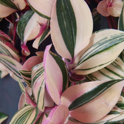 Dreimasterblume 'Rainbow Hill', Ampeltopf-Ø 18 cm, Höhe ca. 40 cm