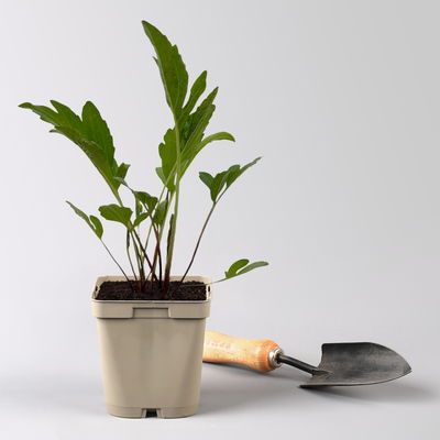 Bio Fallschirm-Sonnenhut 'Herbstsonne' gelb, Topf 11x11 cm, 3 Pflanzen Bio Fallschirm-Sonnenhut 'Herbstsonne' gelb, Topf 11x11 cm, 3 Pflanzen