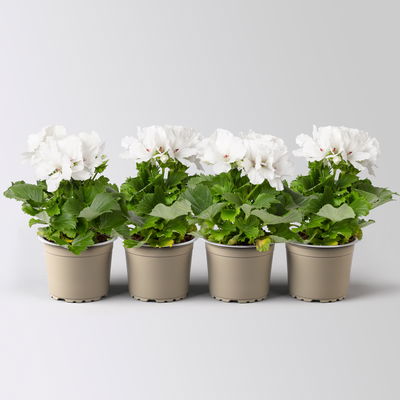 Edelgeranie Bella Donna® 'Don Palido®', weiß, Topf-Ø 12 cm, 4 Pflanzen