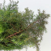 Sicheltanne im Handbund, 3 Bund Sicheltanne im Handbund, 3 Bund