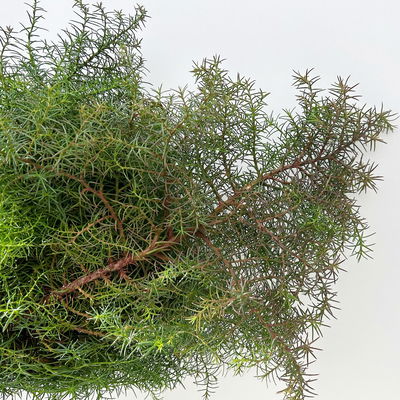 Sicheltanne im Handbund, 3 Bund Sicheltanne im Handbund, 3 Bund