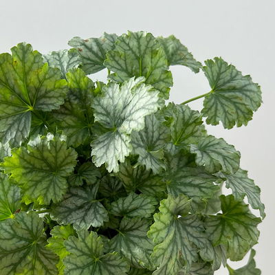 Bio Purpurglöckchen 'Paris', silbrig grün, Topf-Ø 12 cm, 3 Pflanzen