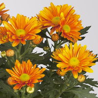 Pflanzenkreation Spätsommer-Gold gelb-orange, 8 Pflanzen inkl. Erde & Dünger