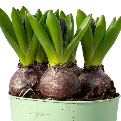 Hyazinthe, blau, vorgetrieben, Topf-Ø 15 cm, 3 Pflanzen Hyazinthe, blau, vorgetrieben, Topf-Ø 15 cm, 3 Pflanzen