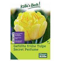 Gefüllte frühe Tulpen Secret Perfume, 7 Blumenzwiebeln