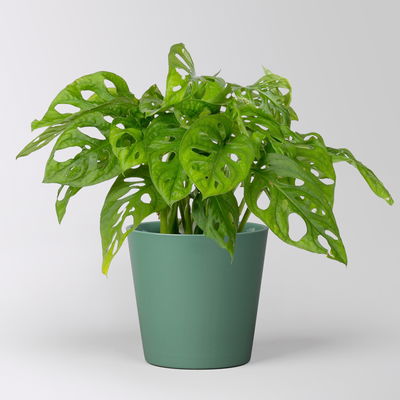 Monstera adansonii mit Keramiktopf Dallas seegrün, Topf-Ø 12 cm Monstera adansonii mit Keramiktopf Dallas seegrün, Topf-Ø 12 cm