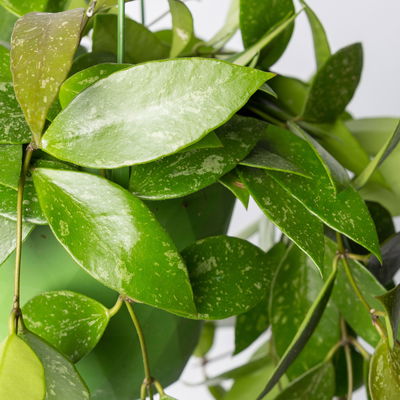 Hoya memoria, in Blumenampel, Topf-Ø 14 cm
