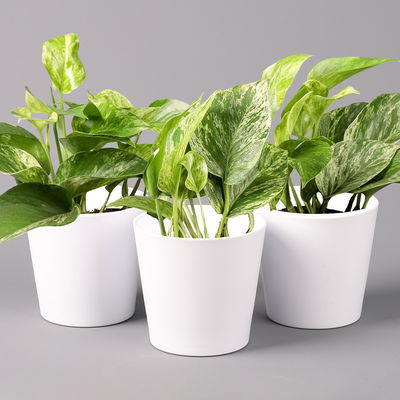 Efeutute 'Marble Queen' inkl. Topf weiß, Topf-Ø 12 cm, 3 Pflanzen Efeutute 'Marble Queen' inkl. Topf weiß, Topf-Ø 12 cm, 3 Pflanzen