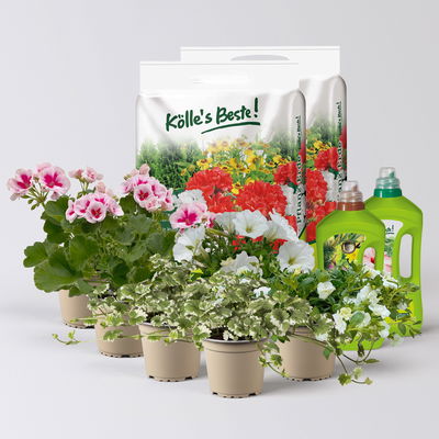 Pflanzenkreation Blütenmärchen, 6 Pflanzen inkl. Erde und Dünger