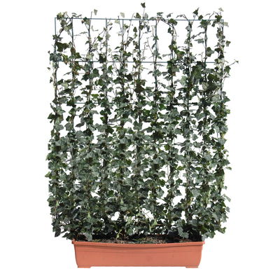 Hecke am laufenden Meter® Efeu, 130x100 cm