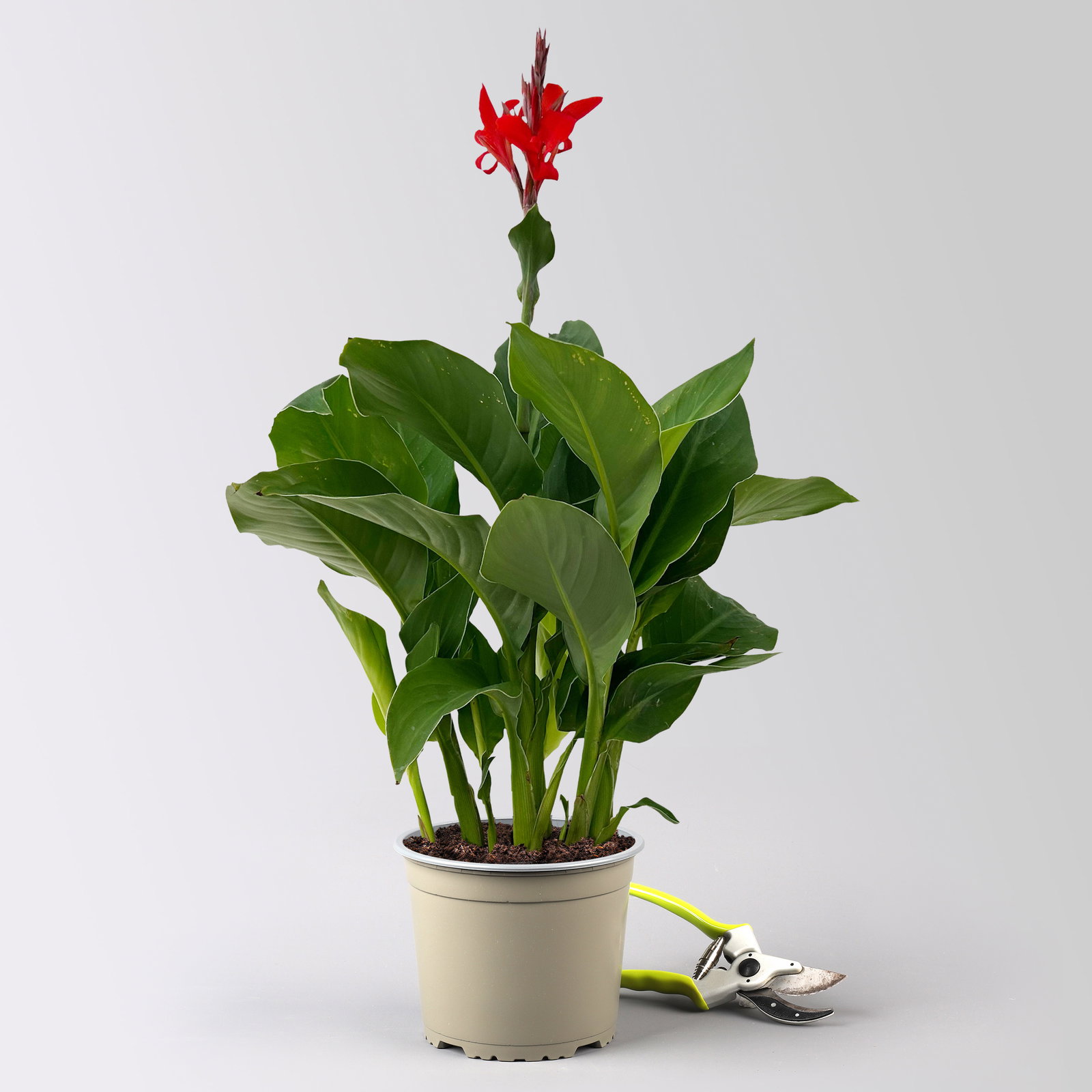 Canna 'Kreta, rot, Topf-Ø 17 cm, 2 Pflanzen Canna 'Kreta, rot, Topf-Ø 17 cm, 2 Pflanzen
