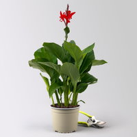 Canna 'Kreta, rot, Topf-Ø 17 cm, 2 Pflanzen Canna 'Kreta, rot, Topf-Ø 17 cm, 2 Pflanzen