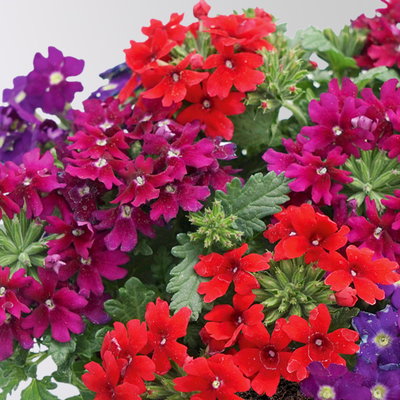 Eisenkraut 'Trio', rot-blau-purple, Topf-Ø 12 cm, 3 Pflanzen