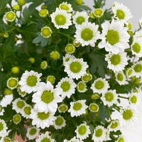 Chrysanthemen 'Madiba® White', weiß, Topf-Ø 14 cm, 4er-Set