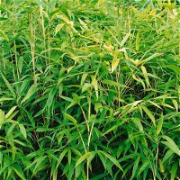 Kölle Breitblatt-Bambus, Pseudosasa japonica, 25er-Set, Topf 10 Liter