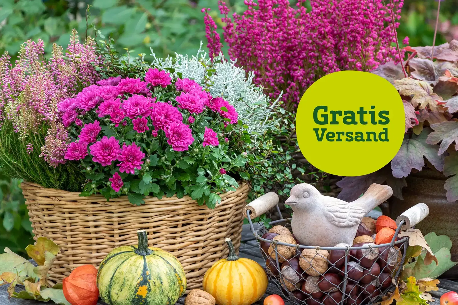 Bunte Herbstpflanzen in Violett, Silber und Grün sowie kleine Zierkürbisse. Hinweis auf gratis Versand.