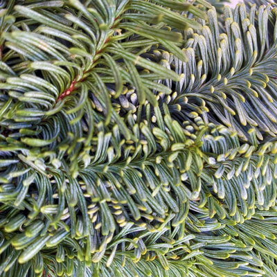 Adventskranz, Nobilistanne, halbrund gebunden, ca. 35 cm Ø Adventskranz, Nobilistanne, halbrund gebunden, ca. 35 cm Ø