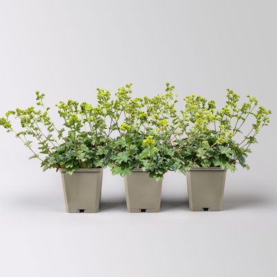 Bio Zwerg-Frauenmantel, grün-gelb, Topf 9x9 cm, 3 Pflanzen