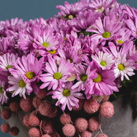 Chrysanthemen 'Rainbow Rosy' rosa-weiß, Topf-Ø 14 cm, 4 Pflanzen